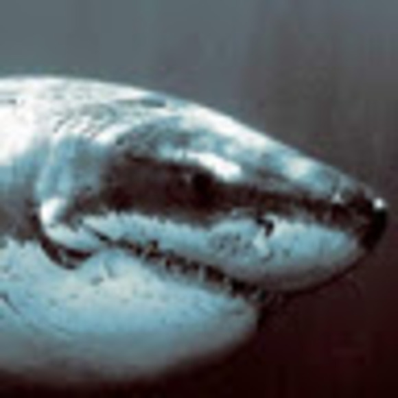 Meet your Posher, Tacoman - Picture 1 of 1